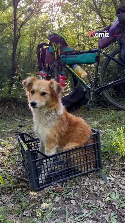 Au Monténégro, une chienne errante décide de suivre deux vacancières : quatre jours plus tard, son destin bascule