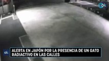 Alerta en Japón por la presencia de un gato radiactivo en las calles