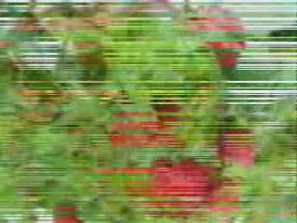 Fraise agricol Mostaganem algerie Mr OUADFEL DJILLALI