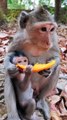 Viral Monkey Reels Video, Trending Video, Animals Video#Animalsvideo#Monkeyvideo