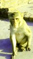 Monkey Viral Video, Viral Video, Wild Animals In India#Animalsvideo#Monkeyvideo