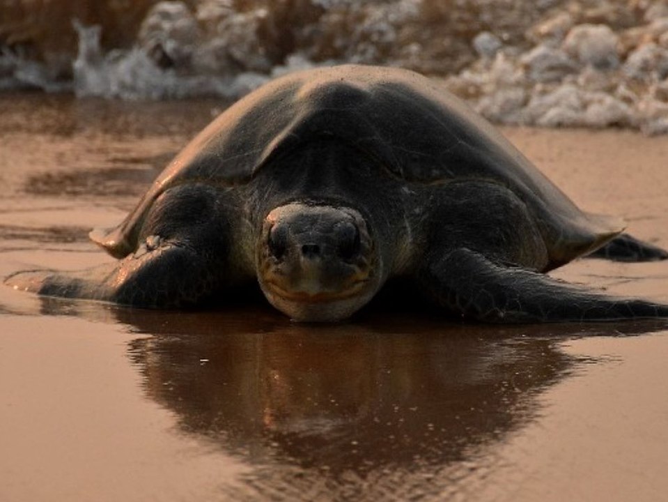 Peltocephalus Maturin: Forscher machen gigantischen Schildkrötenfund