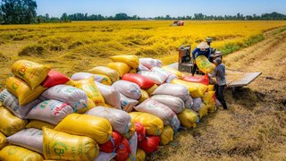 Giá lúa tăng trở lại nhưng nhiều nông dân vẫn bán với giá thấp