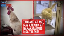 Tandang at aso, may kakaiba at nakakatawang mga talent! | GMA Integrated Newsfeed