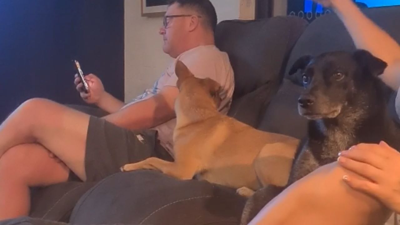 Hasty dog's love for attacking shadows almost gets her into trouble!