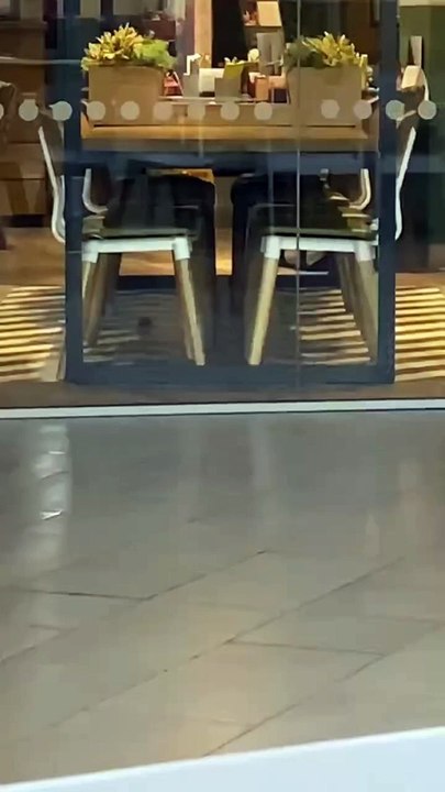 Rodent spotted in Harvester at Sheffield's Meadowhall Shopping Centre