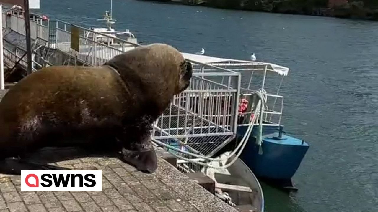 Großer Seelöwe ruiniert aas Video eines Touristen