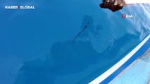 Antalya'da oltasına takılan köpek balığı misinayı ısırıp kaçtı, balıkçı şoke oldu!