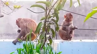 Monkeys in my garden - Their mischief and funny activities