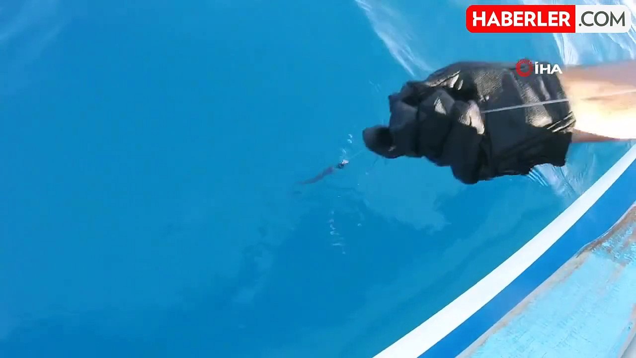 Kuzu balığı diye çekti köpek balığı çıktı