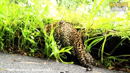 100 Brutal Moments Lion, Leopard & Wild Animals Injured To Dea.th In The Wild