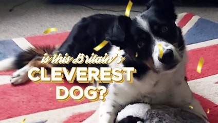 Video: Clever border collie identifies all his toys by name