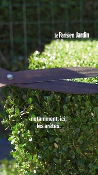 Comment bien tailler une bordure de buis ?