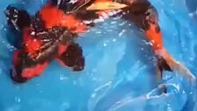 Koi