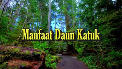 Manfaat Daun Katuk Untuk Kesehatan