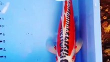 shisui koi