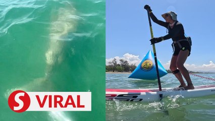 Paddleboard guide’s wish comes true after dugong sighting off Tanjung Aru beach