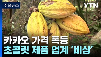 카카오 가격 폭등에 식품업계 비상...가격 인상 불가피 / YTN