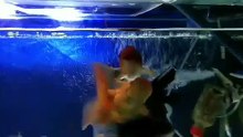 Oranda