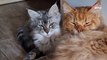 Depressed cat is transformed by new feline sibling (video)