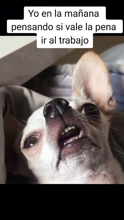 Funny videos 