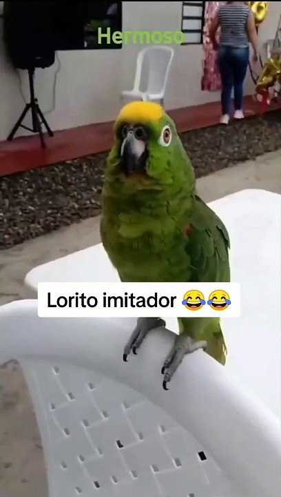 Lorito imitador 