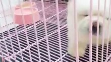 cutie doggy