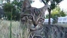 Cute Kitten fights with the camera...