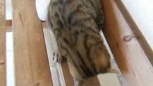 Where is my tail? Cute kitten turnaround!