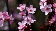 Japanese Cherry Blossom @japan