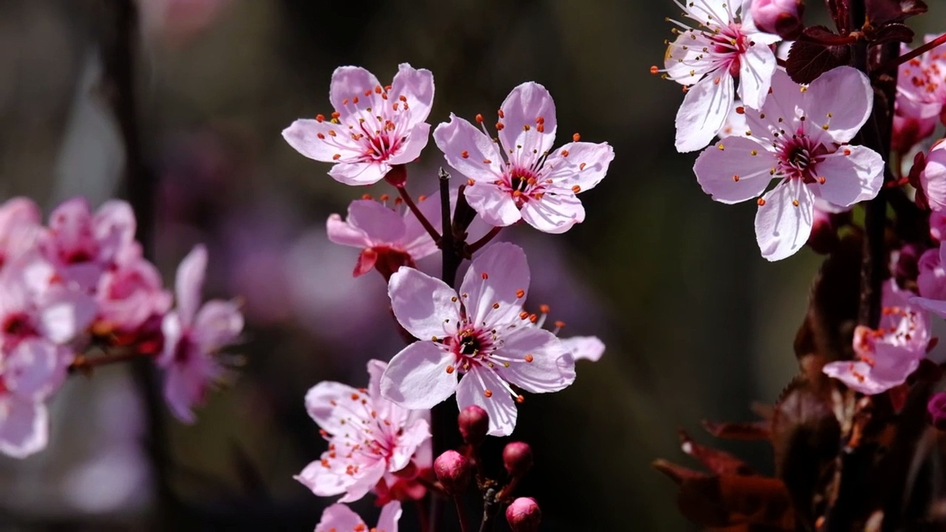 ⁣Japanese Cherry Blossom @japan