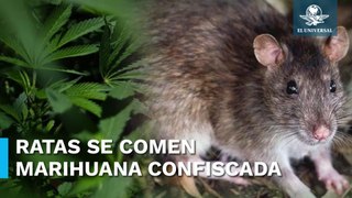 Ratas pachecas: roedores consumen marihuana confiscada en estación de policía de Nueva Orleans