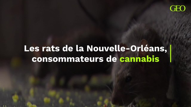 Ils sont tous défoncés : quand des rats mangent la marijuana de la salle des preuves de la police de la Nouvelle-Orléans