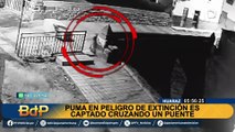 Puma cruzó un puente peatonal en Huaraz y es captado por cámaras de seguridad