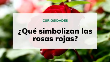 Qué simbolizan las rosas rojas