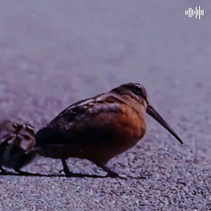 bird