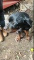 VÍDEO: Cachorro fica ferido após ser vítima de maus-tratos e tutor é preso em SC
