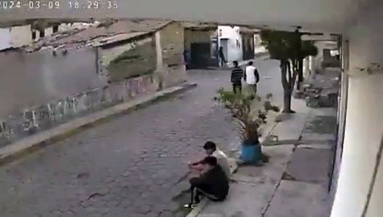 jauria de perros
