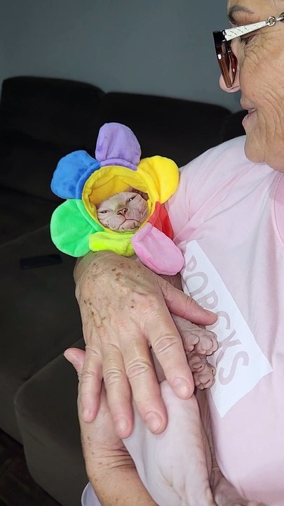Babying Our Pet Sphynx Cat