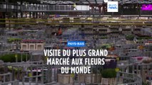 La plus grande bourse aux fleurs du monde, à Amsterdam, possède un lourd bilan carbone