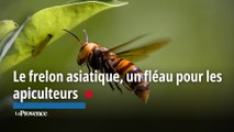 Le frelon asiatique, un fléau pour les apiculteurs