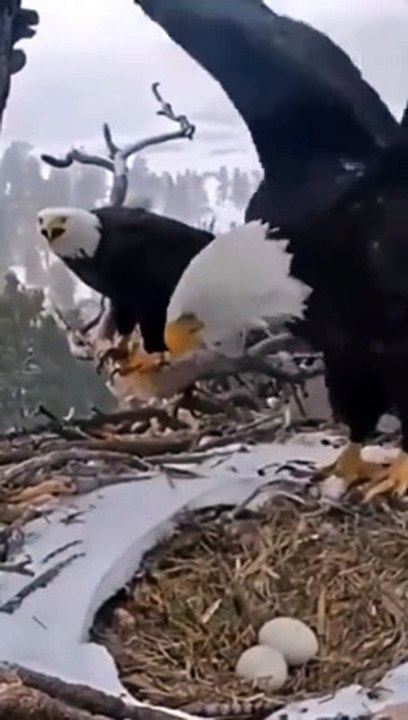 Chez les aigles, papa bosse autant que maman