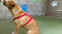 Old film❤️Hogie 10y A585986 Pug Beagle mix sitting on cue & belly rub at kennel 141B Pima Animal Care Center❤️4000 N. Silverbell Tucson AZ on 3-5-2017adopted3-10-2017old film