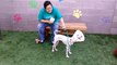Old film❤️Petunia 7y A595081 Enjoying some time out at the Meet & Greet Yard with my Wife at Pima Animal Care Center❤️4000 N. Silverbell Tucson AZ 520-724-5900 on 4-8-2017adopted 4-14-2017old film
