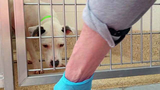 Rex 3y A750822 kennel 49 pod 2 PACC shelter VID_20240313_130445852