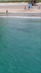 Requin marteau de 1 000 lb nageant au bord de la plage