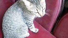 alaga namin na si kittie