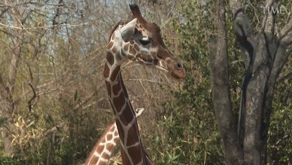 Discover How Animals Behave During a Total Solar Eclipse 🌙