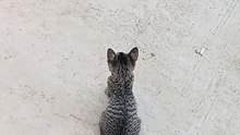 alaga ko na pusa
