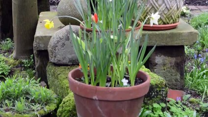 The magical garden at a Shropshire pub.
